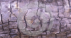 The Strength of Fire: A Close-Up of the Texture of Burnt Wood close up