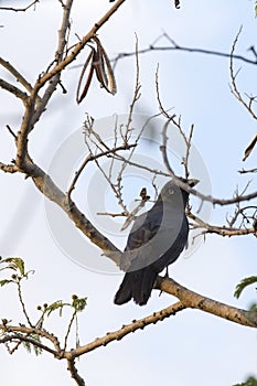 Strepera Fuliginosa, a crow like bird photo