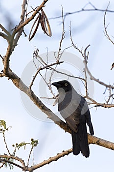 Strepera Fuliginosa, a crow like bird photo