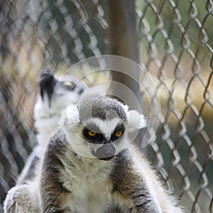 strepsirrhine nocturnal primates lemur