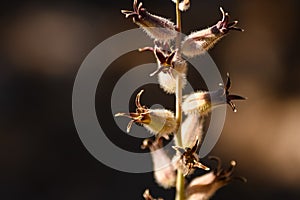 Streptanthus Genus Type Unknown Like Heartleaf Twistflower photo