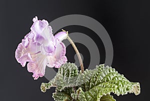 Streptocarpus flower