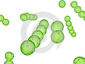 Streptococcus photo