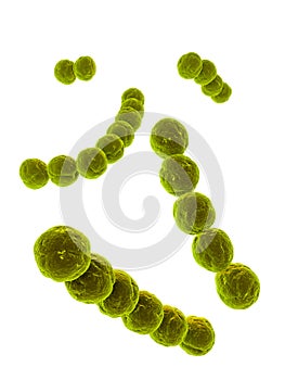 Streptococcus photo
