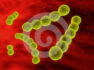 Streptococcus photo