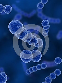 Streptococcus photo