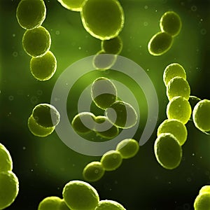 Streptococcus bacteria - close up