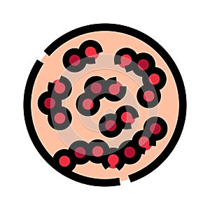 Streptococcus bacteria microscopic view causing infection