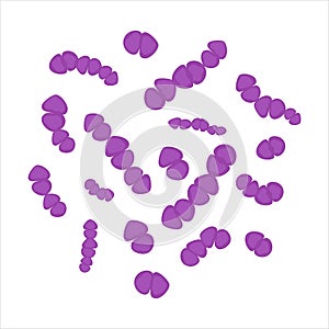 Streptococcus Pneumoniae bacteria cell medical diagram icon