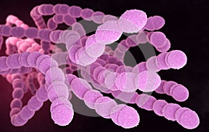 Streptococcus Pneumoniae Bacteria photo