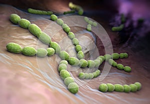 Streptococcus pneumoniae photo