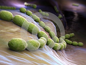 Streptococcus pneumoniae photo