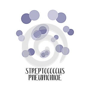 Streptococcus Pneumoniae. Pneumococcus, pathogen. Spherical gram-positive bacteria. Morphology. Microbiology photo