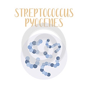Streptococcus Pyogenes, pathogen. Spherical, gram-positive bacteria. Morphology. Microbiology photo