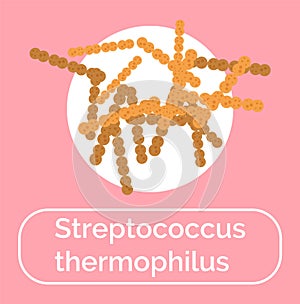 Streptococcus Thermophilus Bacteria Probiotics