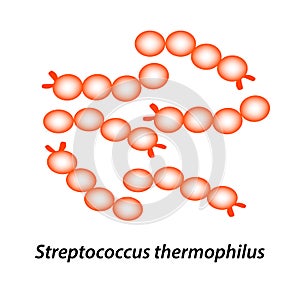 Streptococcus thermophilus. Good intestinal microflora. probiotic, prebiotic. Infographics. Vector illustration on