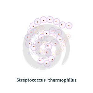 Streptococcus thermophilus probiotics on white