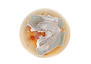 Streptomyces on agar plate