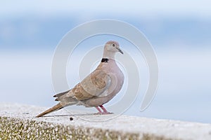 Streptopelia bird sits in Monaco