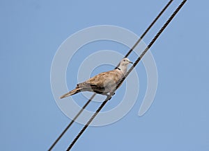 Streptopelia decaocto dove perched on a metal wire