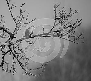 Streptopelia decaocto Rola-turca in winter branch. photo