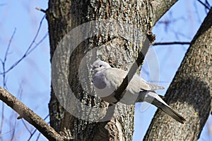 (Streptopelia decaocto) sits on a tree branch