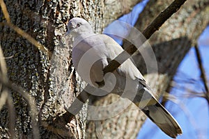 (Streptopelia decaocto) sits on a tree branch