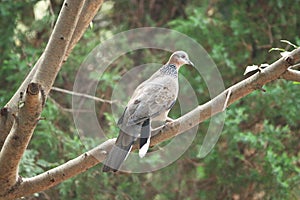 Streptopelia orientalis in the tree