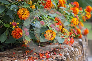 The Marmalade Bush Flowers