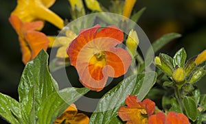 Streptosolen Jamesonii, The Marmalade Bush Flowers