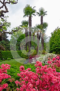 Stresa, garden with palms and flowers, Lombardy, Italy