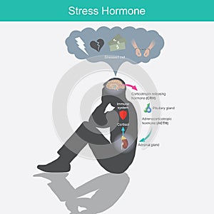 Stress Hormone. Diagram showing the stress response in human body from stimulation photo