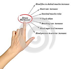 Stress Hormones