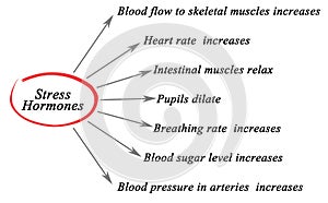 Stress Hormones