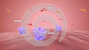 Stress Hormones Bind to Beta Receptors