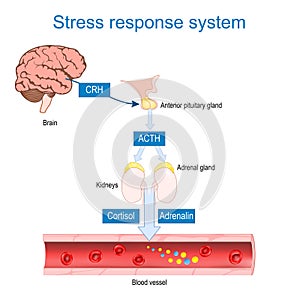 stress hormones. Cortisol and adrenaline. Fight-or-flight response photo