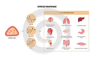 Stress responce system