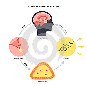 Stress responce system