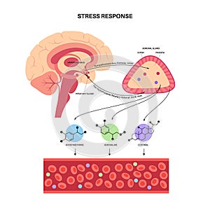 Stress responce system