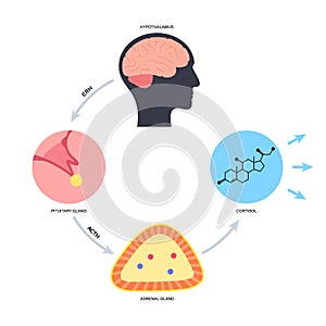 Stress responce system