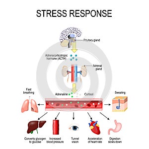 Estrés la respuesta. activación de estrés sistema. estrés es un principal causar de alto niveles de adrenalina 
