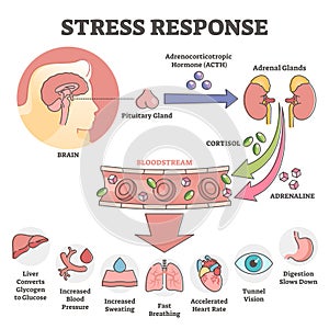 Stress response anatomical scheme with body inner reaction outline concept