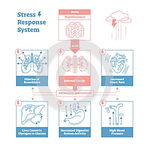 Stress response biological system vector illustration diagram,anatomical nerve impulses scheme.Clean outline graphic design poster