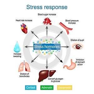 Stress response. Fight-or-flight response. stress hormones