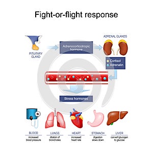 Stress response. hormone Cortisol and Adrenalin