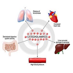 Stress response system