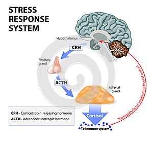 Stress response system