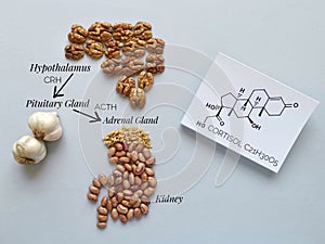 Stress response system. Cortisol reducing foods. Foods to decrease cortisol and stress levels. Cortisol chemical formula.