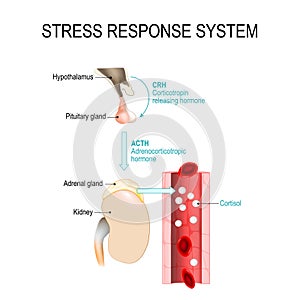 Stress response system photo