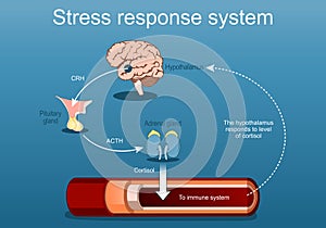 Stress response system. Stress hormones and Cortisol level. fight-or-flight
